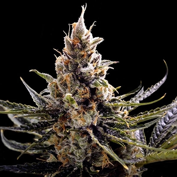 24K Gold (DNA Genetics) Feminiserede