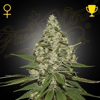 Super Lemon Haze Autoflowering (Greenhouse Seeds) feminiserede