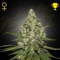 Super Lemon Haze Autoflowering (Greenhouse Seeds) Feminiserede