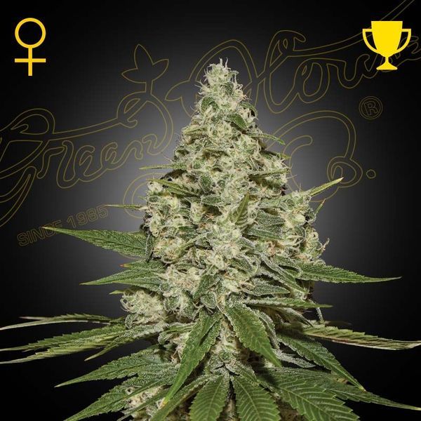 Super Lemon Haze Autoflowering (Greenhouse Seeds) Feminiserede