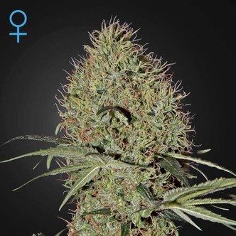 Super Bud Autoflowering (Greenhouse Seeds) feminiserede cannabisfr&oslash;