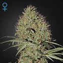 Super Bud Autoflowering (Greenhouse Seeds) Feminiserede