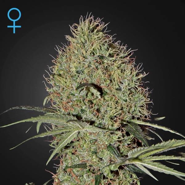 Super Bud Autoflowering (Greenhouse Seeds) Feminiserede