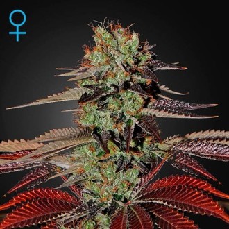 King's Kush Autoflowering (Greenhouse Seeds) Feminiserede