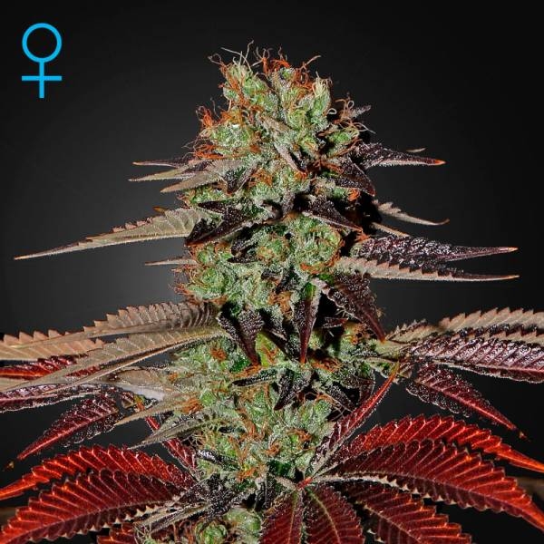King's Kush Autoflowering (Greenhouse Seeds) Feminiserede