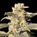 TNT Kush CBD (Eva Seeds) Feminiserede