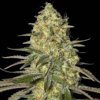 Black Dream (Eva Seeds) feminiserede