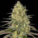 Black Dream (Eva Seeds) Feminiserede