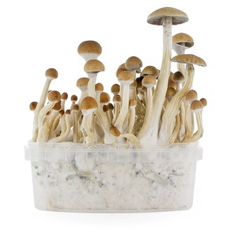 Fresh Mushrooms dyrkningskit 'B+'