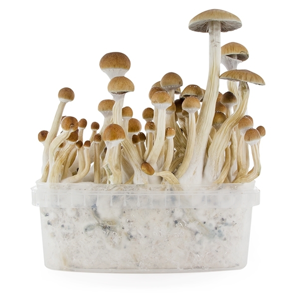 Zamnesia SUPREME grow kit 'B+'