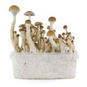 Zamnesia SUPREME grow kit 'B+'