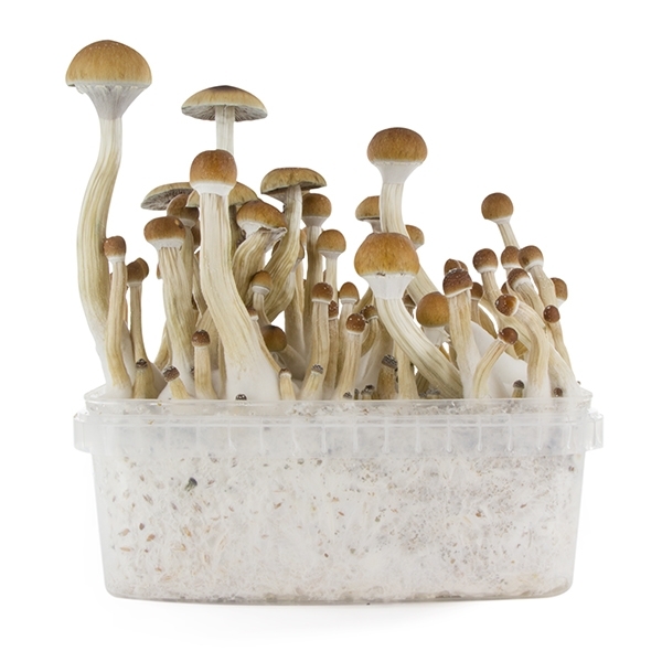 Zamnesia SUPREME grow kit 'B+'