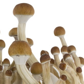 Zamnesia SUPREME grow kit 'B+'