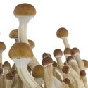 Zamnesia SUPREME grow kit 'B+'