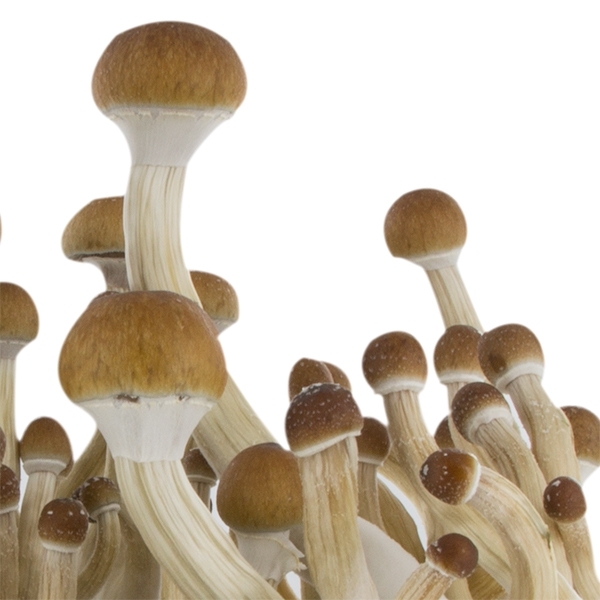 Zamnesia SUPREME grow kit 'B+'