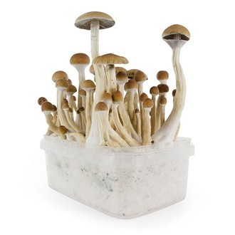 Zamnesia SUPREME grow kit 'B+'
