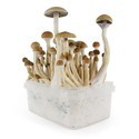 Zamnesia SUPREME grow kit 'B+'