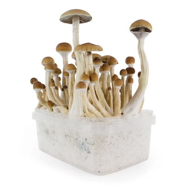 Zamnesia SUPREME grow kit 'B+'