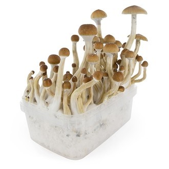 Zamnesia SUPREME grow kit 'B+'