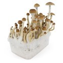 Zamnesia SUPREME grow kit 'B+'