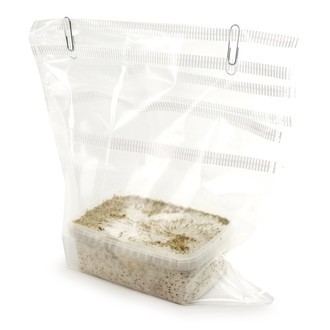 Zamnesia SUPREME grow kit 'B+'