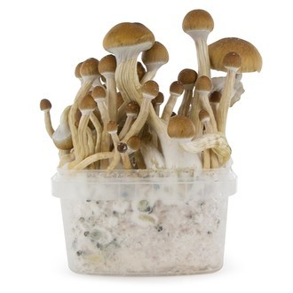 Zamnesia SUPREME dyrkningskit 'McKennaii'