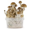 Zamnesia SUPREME dyrkningskit 'McKennaii'
