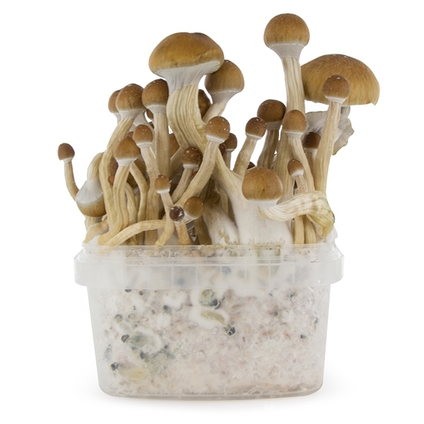 Zamnesia SUPREME dyrkningskit 'McKennaii'
