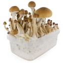 Zamnesia SUPREME dyrkningskit 'McKennaii'