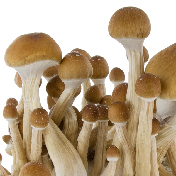 Zamnesia SUPREME dyrkningskit 'McKennaii'