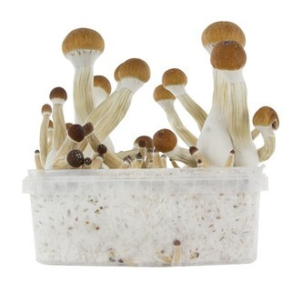 Fresh Mushrooms dyrkningskit 'Golden Teacher'
