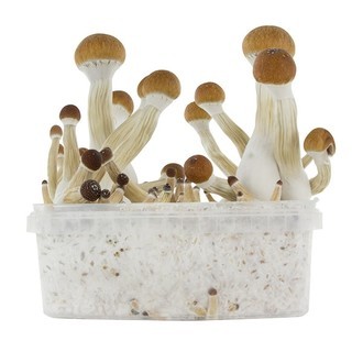 Zamnesia SUPREME dyrkningskit 'Golden Teacher'