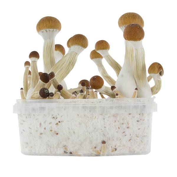 Zamnesia SUPREME dyrkningskit 'Golden Teacher'