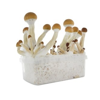 Zamnesia SUPREME dyrkningskit 'Golden Teacher'