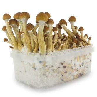 Zamnesia SUPREME Grow Kit 'Ecuador'