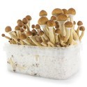 Zamnesia SUPREME Grow Kit 'Ecuador'