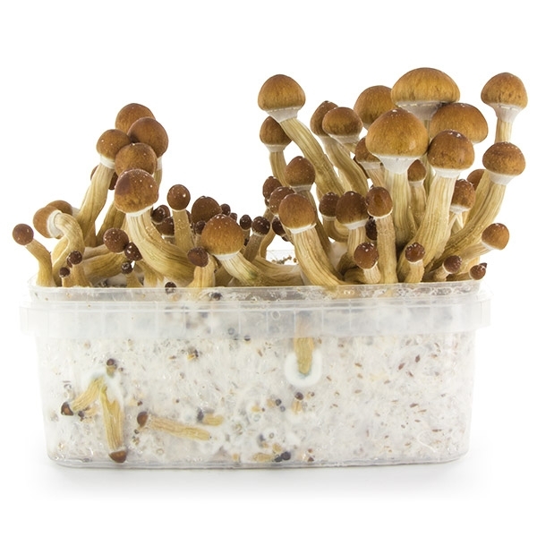 Zamnesia SUPREME Grow Kit 'Ecuador'