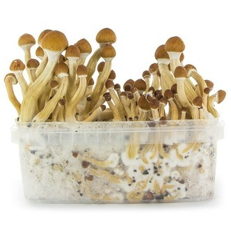 Fresh Mushrooms dyrkningskit 'Ecuador'