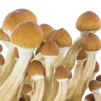 Zamnesia SUPREME Grow Kit 'Ecuador'