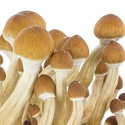 Zamnesia SUPREME Grow Kit 'Ecuador'