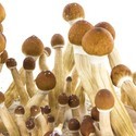 Zamnesia SUPREME Grow Kit 'Ecuador'