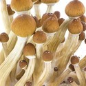 Zamnesia SUPREME Grow Kit 'Ecuador'
