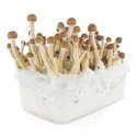 Zamnesia SUPREME Grow Kit ‘Mexican’
