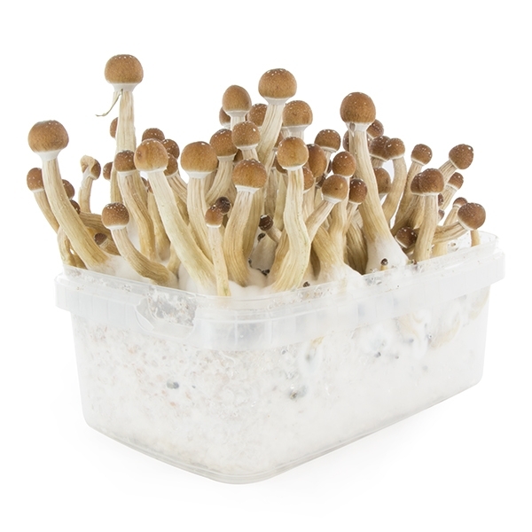 Zamnesia SUPREME Grow Kit ‘Mexican’