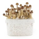Zamnesia SUPREME Grow Kit ‘Mexican’