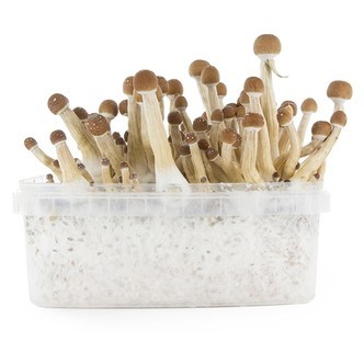 Fresh Mushrooms dyrkningskit 'Mexican'