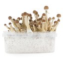 Zamnesia SUPREME Grow Kit ‘Mexican’