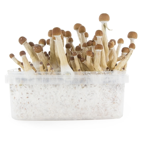 Zamnesia SUPREME Grow Kit ‘Mexican’