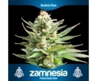 3 gratis cannabisfr&oslash; (Zamnesia Seeds)