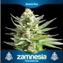 3 gratis cannabisfrø (Zamnesia Seeds)